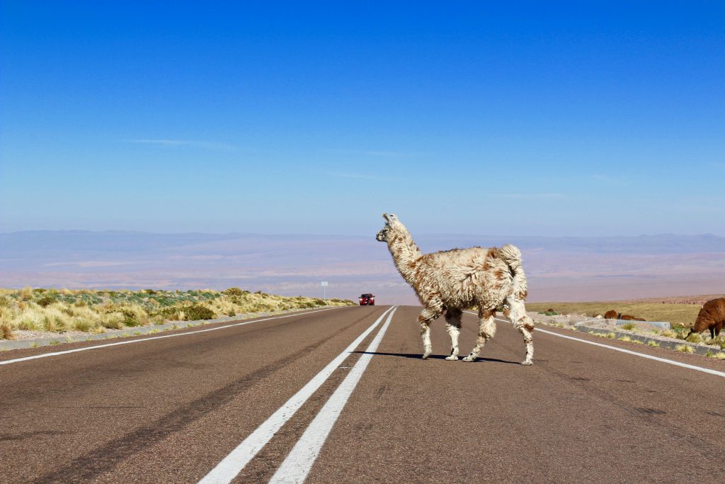 Llama crossing a road, Chile
