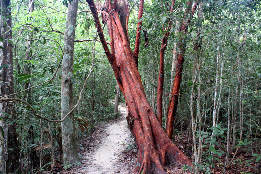 Dragon's Crest Hiking Trail, Hat Noppharat Thara National Park, Krabi