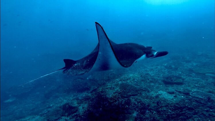 Diving in Flores, Manta Point