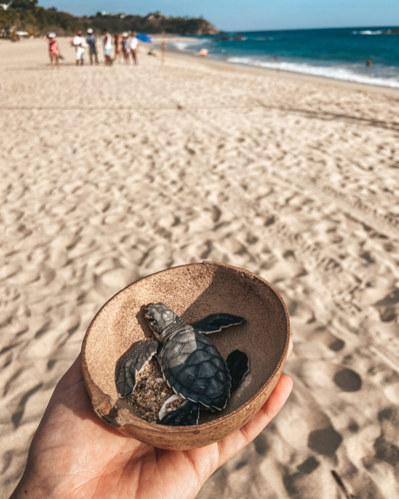 Playa Bacocho, Turtle Release, Puerto Escondido