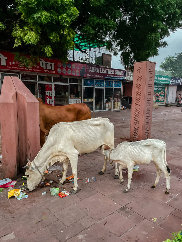 Cows in Agra, India