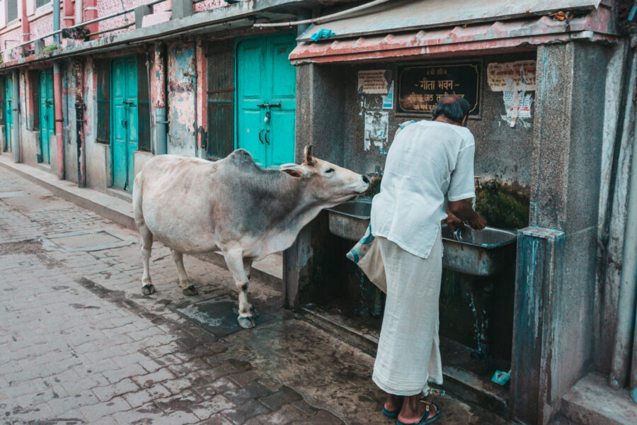 Street photography and holy cow in India